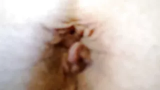 Gozada os melhores vídeos pornô brasileirinhas em Emo buceta.